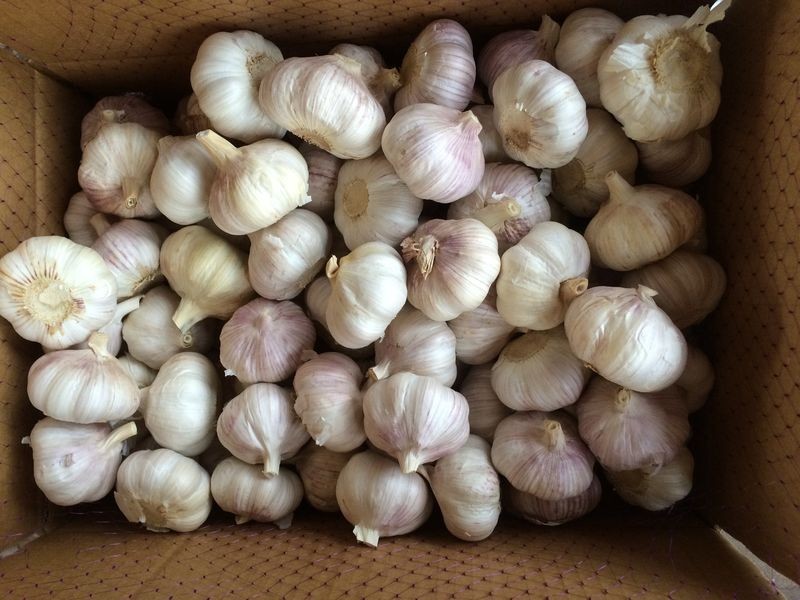 Fresh Normal  White Garlic Best Qualty Competitive Price China