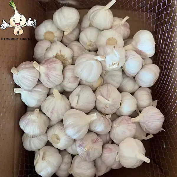 2024 New Crop 5cm Normal White Fresh Garlic 10kg box Packing