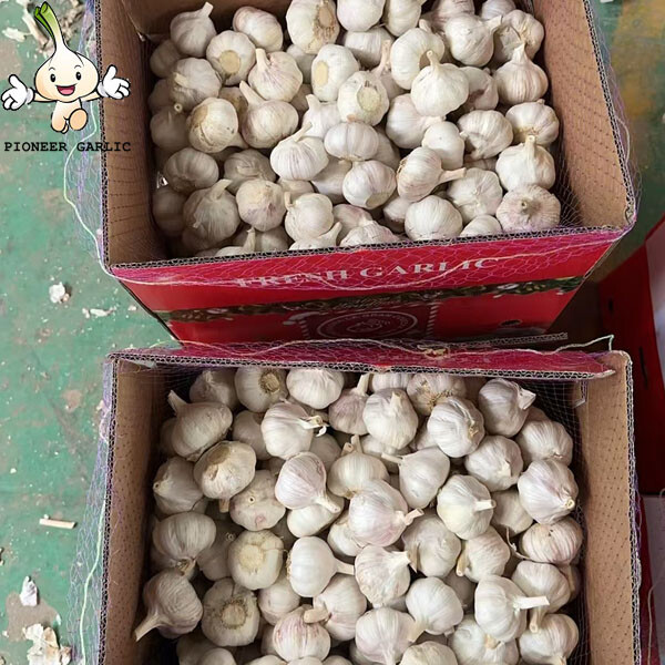 2024 New Crop 5cm Normal White Fresh Garlic 10kg box Packing