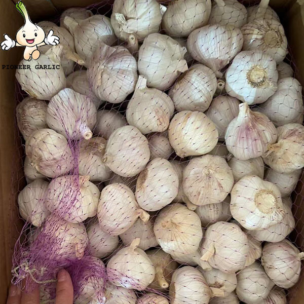 2024 New Crop 5cm Normal White Fresh Garlic 10kg box Packing