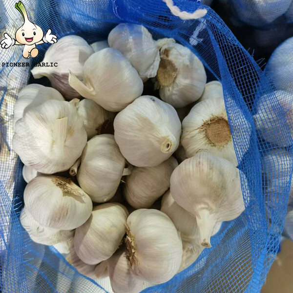 High Quality New Crop Fresh Normal White Garlic 5cm 10kg mesh bag