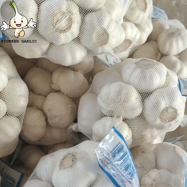 2024 high quality Pure White garlic small size bag to Nicaragua Market