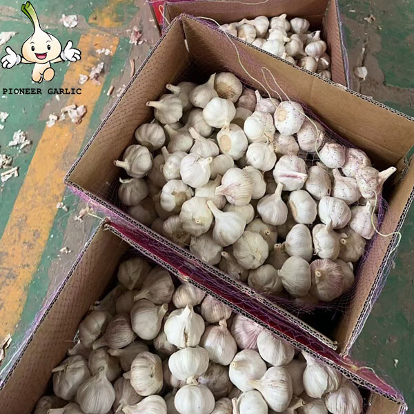 2024 new China fresh vegetables white garlic and red garlic in bulk price for export