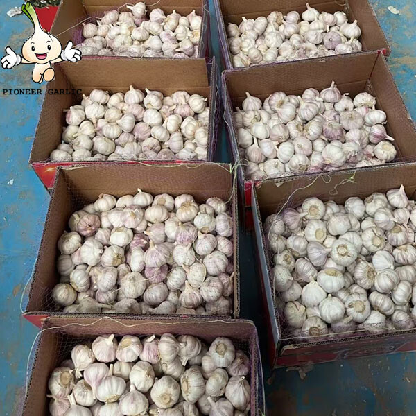 2024 New Crop 5cm Normal White Fresh Garlic 10kg box Packing