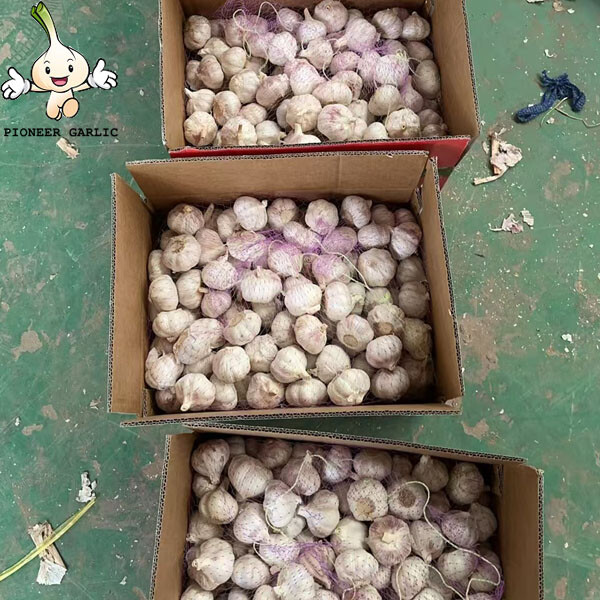 2024 new China fresh vegetables white garlic and red garlic in bulk price for export