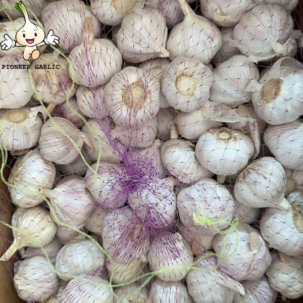 2024 New Crop 5cm Normal White Fresh Garlic 10kg box Packing