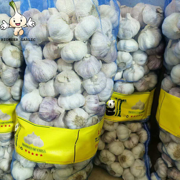 High Quality New Crop Fresh Normal White Garlic 5cm 10kg mesh bag