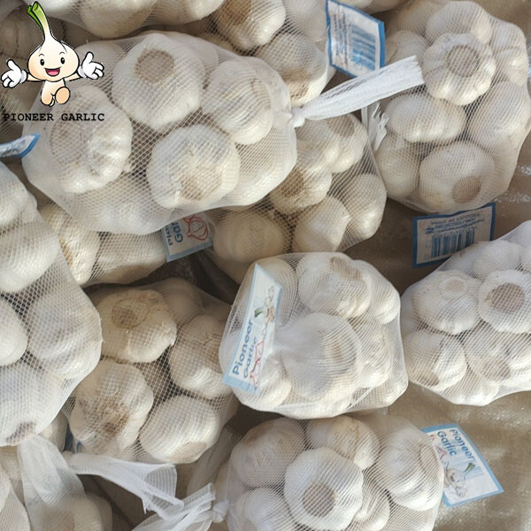 2024 high quality Pure White garlic small size bag to Nicaragua Market