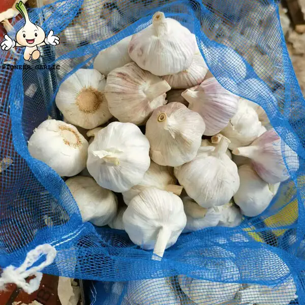 High Quality New Crop Fresh Normal White Garlic 5cm 10kg mesh bag