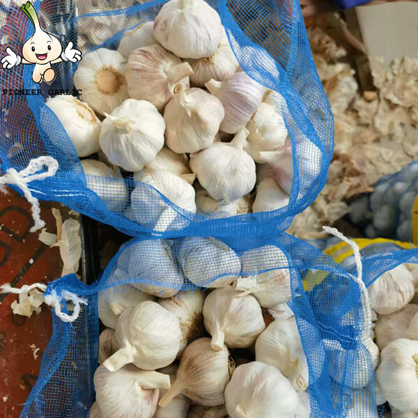 High Quality New Crop Fresh Normal White Garlic 5cm 10kg mesh bag