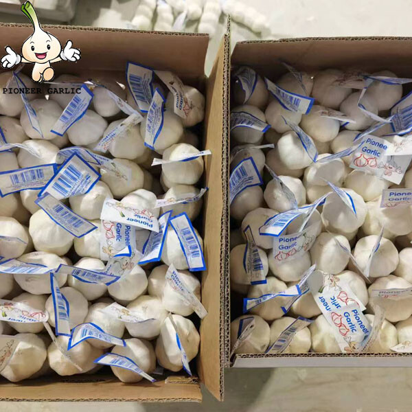 2024 new crop Pure White garlic small size bag to Nicaragua Market