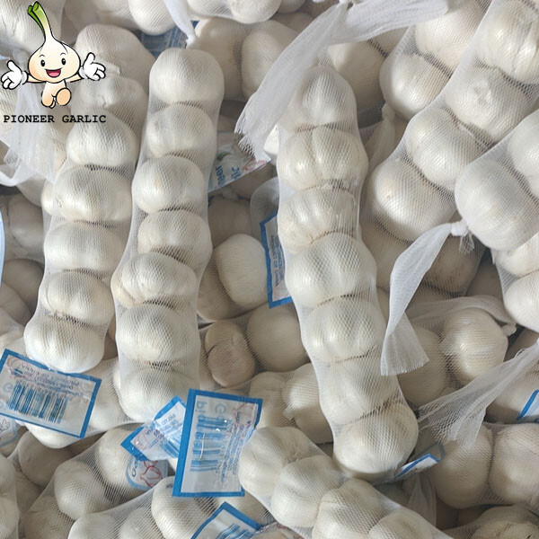 2024 new crop Pure White garlic small size bag to Nicaragua Market