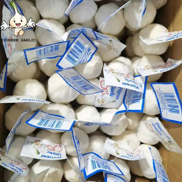 2024 Pure White Garlic Export to Honduras Market