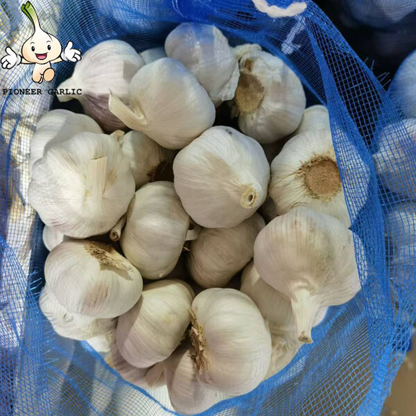 2024 new crop Wholesale Fresh Garlics Cheap Price Best Grade Fresh Garlics For Sale